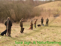 Hundetræning forår 2017